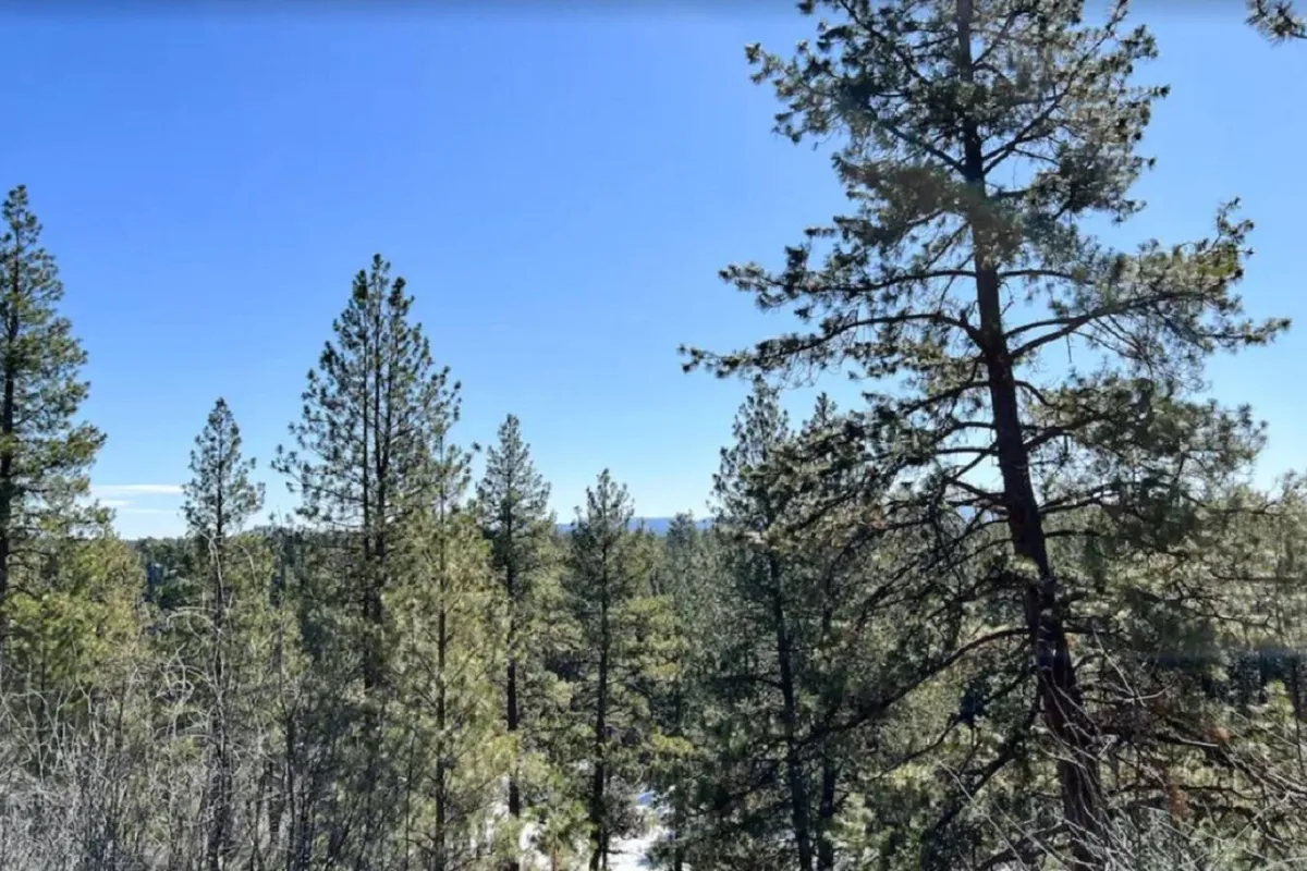 A serene view of tall pine trees stretching toward a clear blue sky, with distant mountains visible. The mood is peaceful, echoing the woodland atmosphere and scenic views described in the section content.